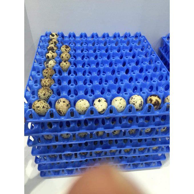plateau 72 œufs de caille