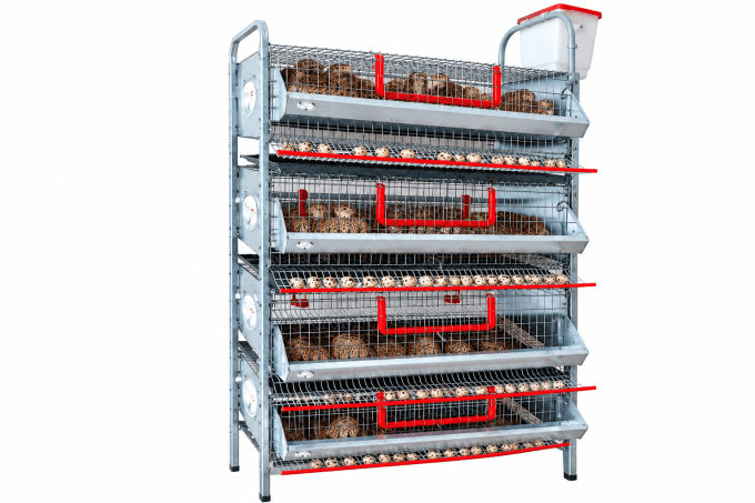 cage caille 210 repro